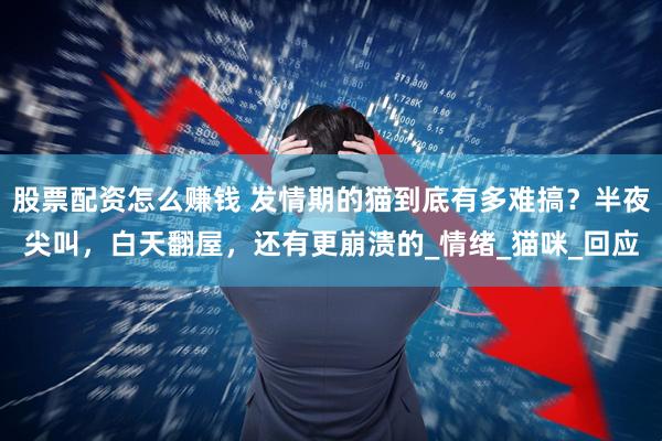 股票配资怎么赚钱 发情期的猫到底有多难搞？半夜尖叫，白天翻屋，还有更崩溃的_情绪_猫咪_回应